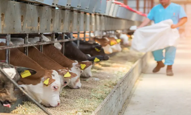 بهترین زمان مصرف کنسانتره دامی