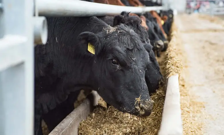 مقدار مصرف کنسانتره برای انواع دام