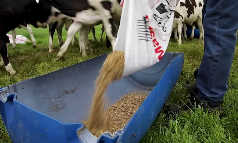 مواد تشکیل دهنده کنسانتره دامی