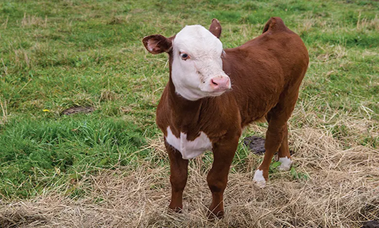 آیا نان خشک برای گوساله پرواری خوب است؟