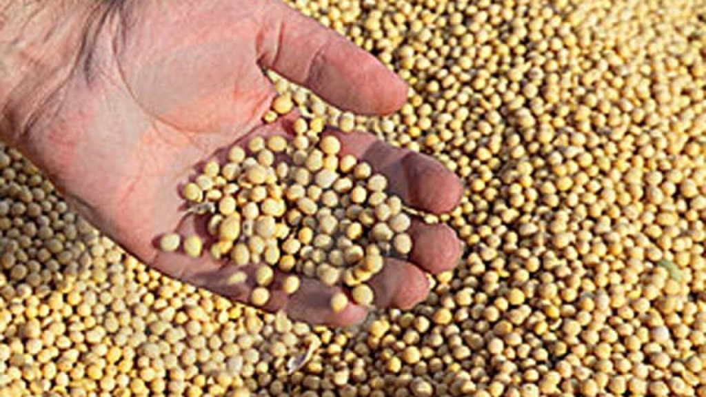 سویا برزیلی چند درصد پروتئین دارد؟
