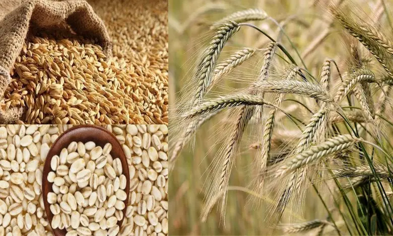 فرق جو دامی و انسانی چیست