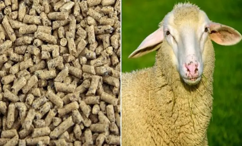انواع مکمل گوسفندی برای پرواربندی