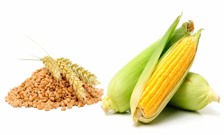 ذرت بهتر است یا گندم برای مرغ