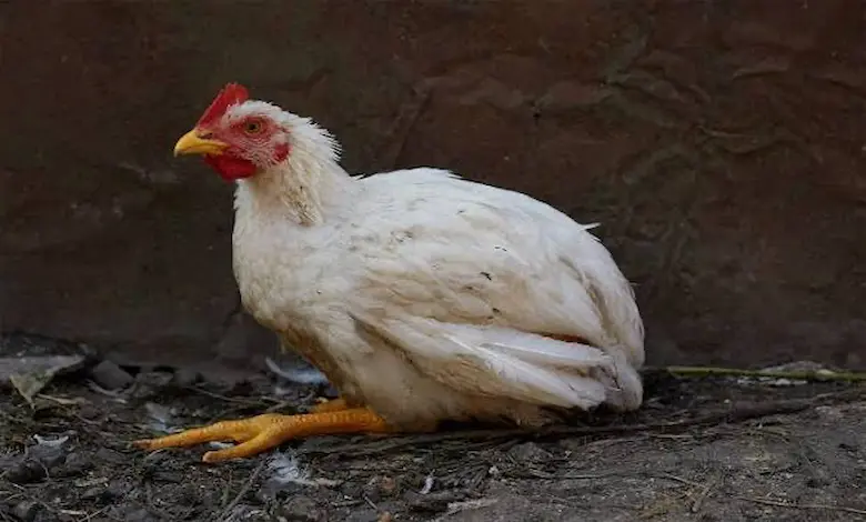 بیماری کوکسیدیوز در طیور چیست