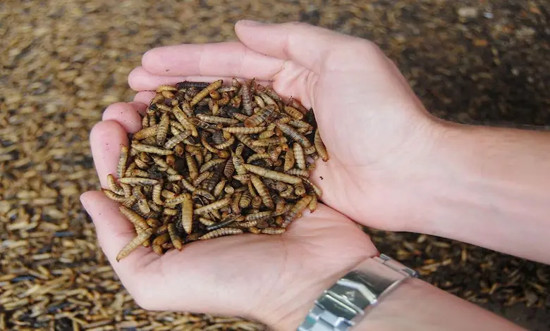 مزیت حشرات در خوراک طیور
