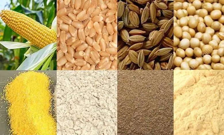 مزایای ذرت یا گندم برای خوراک مرغ