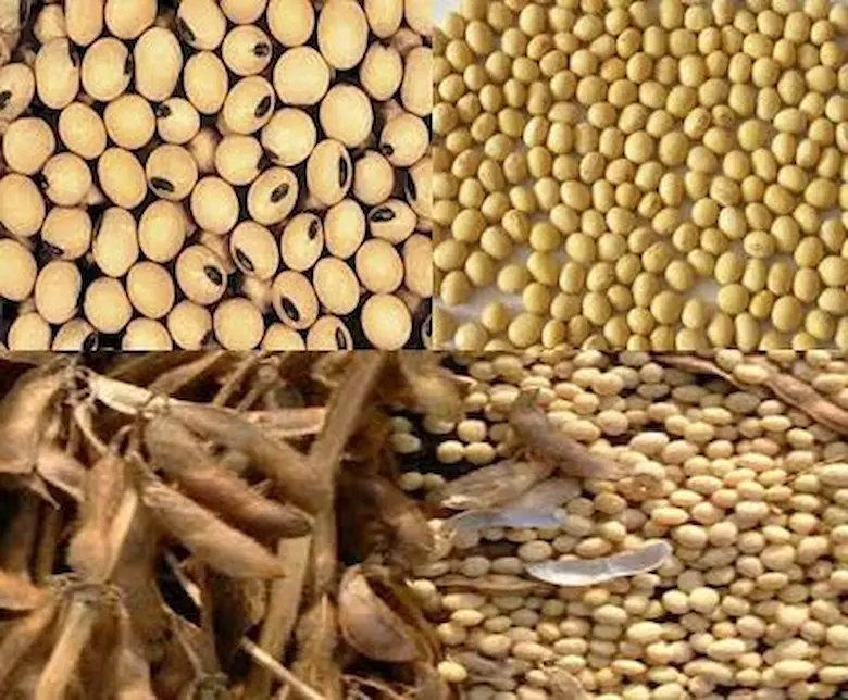 انواع کنجاله سویا در صنعت خوراک دام و طیور