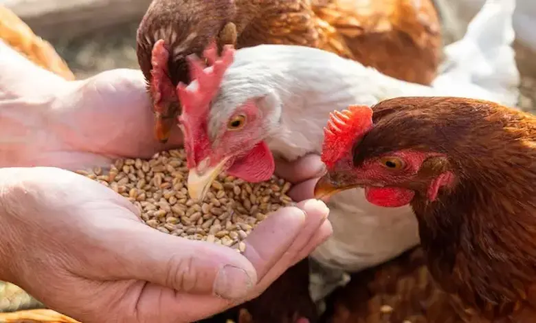 سیستم ایمنی و مقاومت سیستمیک روده طیور